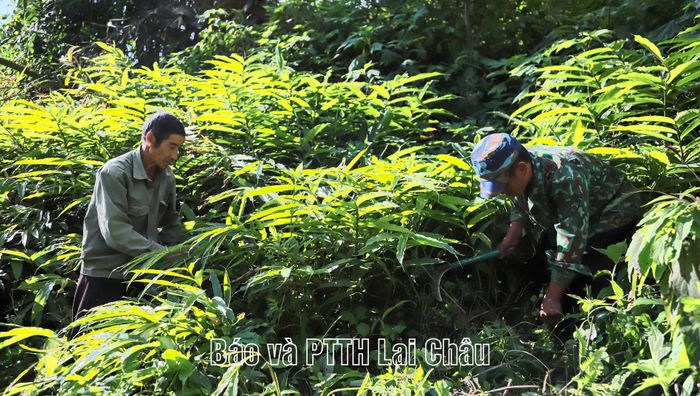Người dân Sin Câu yên tâm lao động sản xuất, xây dựng cuộc sống mới.