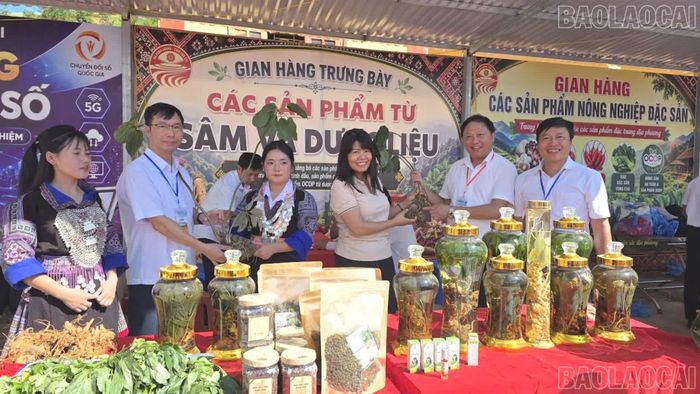 Lãnh đạo xã Púng Luông giới thiệu sản phẩm sâm trồng trên địa bàn xã.