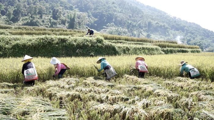 Người dân thôn Bản Hát, xã Hạnh Phúc thu hoạch lúa vụ mùa trong niềm vui về một vụ mùa năng suất, hiệu quả.