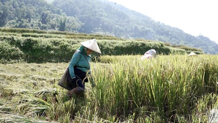 Người dân xã Hạnh Phúc thu hoạch lúa vụ mùa 2026.