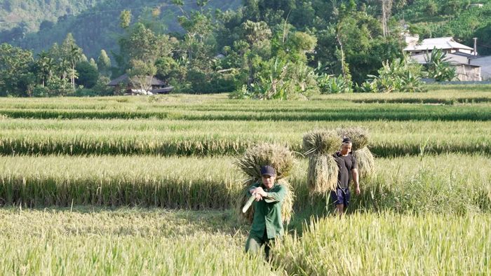 Người dân xã Văn Chấn khẩn trương thu hoạch lúa vụ mùa, bảo đảm tiến độ và hạn chế thiệt hại do thời tiết.