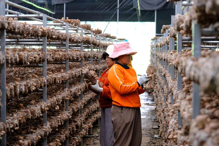 Những giàn nấm đông cô mở ra nhịp sản xuất mới tại Đam Rông 1