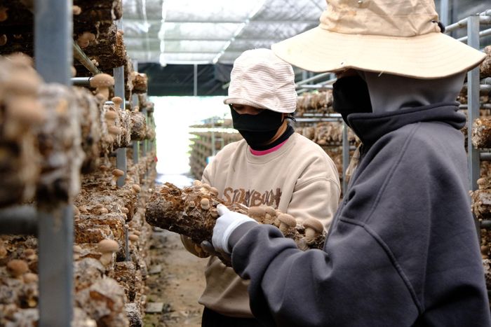 Mô hình nấm đông cô tạo thêm việc làm ổn định cho lao động địa phương
