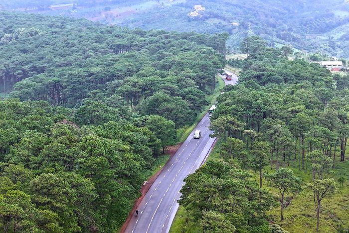 Rừng thông dọc đường Hồ Chí Minh qua xã Trường Xuân những năm gần đây được quản lý, bảo vệ tốt