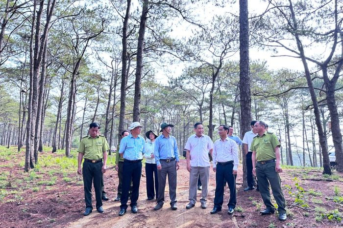 Lãnh đạo tỉnh Lâm Đồng và xã Trường Xuân giám sát khu vực rừng thông dọc đường Hồ Chí Minh qua địa bàn (Ảnh: Tô Hiệu)