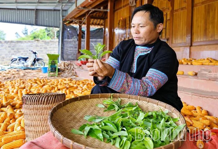 Ông Phàng A Gàng ở thôn Chà Đáy lựa chè trước khi bán cho đơn vị thu mua, chế biến.