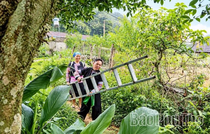 Tán chè cổ thụ cao, người dân phải dùng thang mới có thể lựa hái những búp vừa độ. Thời điểm thu hái từ tháng 3 đến tháng 9 hằng năm.