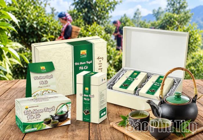 Chè Shan tuyết Pà Cò được đóng gói, xây dựng thương hiệu và đưa ra thị trường sau nhiều năm chủ yếu được sao để dùng trong mỗi gia đình.