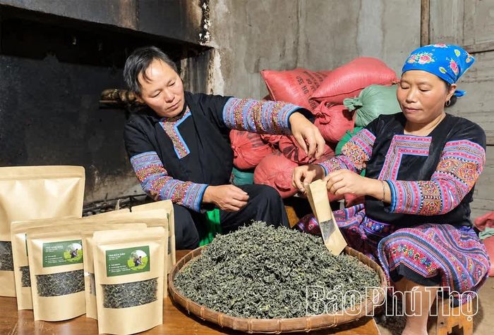 Chè Shan tuyết được người dân sao thủ công, gìn giữ hương vị đặc trưng của vùng núi cao Pà Cò.