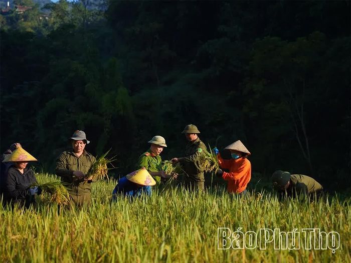 Lực lượng Công an và lực lượng tham gia bảo vệ an ninh, trật tự ở cơ sở giúp người dân thu hoạch lúa.
