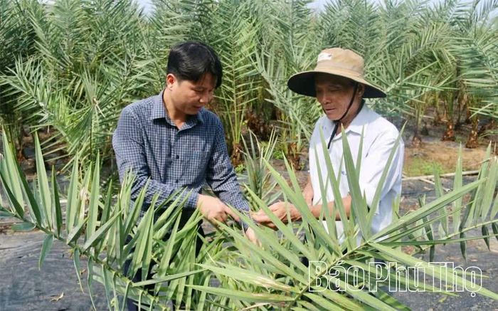Anh Lê Mạnh Cường đầu tư trồng hơn 20 nghìn cây chà là.