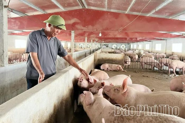 Mỗi năm, mô hình chăn nuôi lợn của ông Bùi Đức Luận cung ứng khoảng 6.400 con giống và 6.000 con lợn thương phẩm cho thị trường.