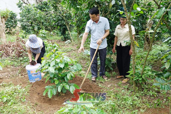 Các bộ Trung tâm Dịch vụ tổng hợp xã Muổi Nọi hướng dẫn nông dân kỹ thuật chăm sóc cà phê sau tái canh.