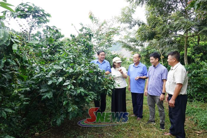 Vương Văn Hải (đứng giữa) và lãnh đạo Hội Nông dân tỉnh, Công ty Cà phê Phúc Sinh trao đổi các giải pháp phát triển cà phê bền vững.