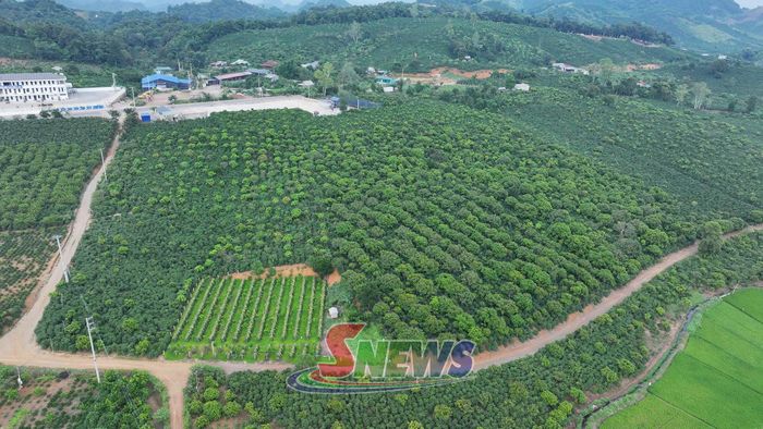 Vùng cà phê xã Chiềng Mai