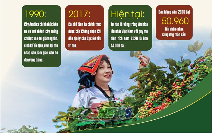 Vùng chuyên canh cà phê Arabica Sơn La cho cà phê đặc sản.