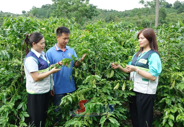 Cán bộ Trung tâm Khuyến nông và Chuyển đổi số tỉnh trao đổi kinh nghiệm trồng và chăm sóc cà phê với HTX Cà phê Bích Thao