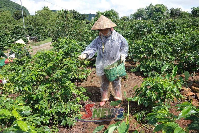 Nông dân phường Chiềng Cơi chăm sóc cây cà phê.