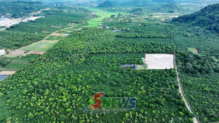 Vùng cà phê phường Chiềng Cơi