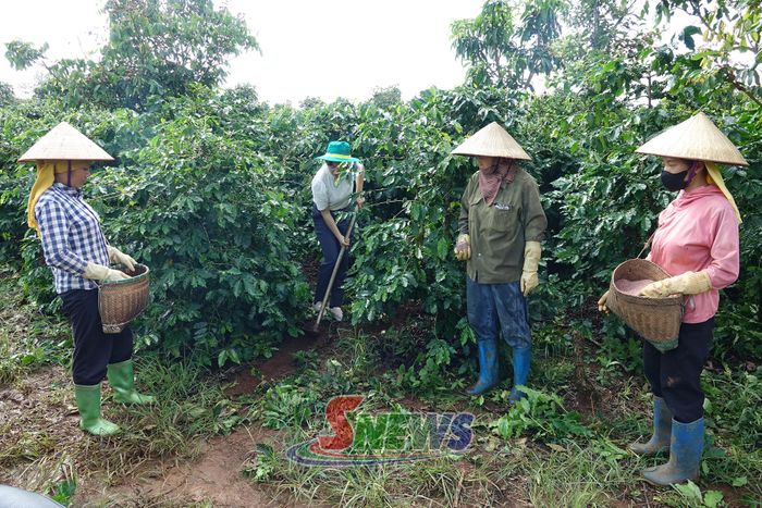 Cán bộ khuyến nông hướng dẫn nông dân tổ 8, phường Chiềng Cơi kỹ thuật bón phân cho cà phê.
