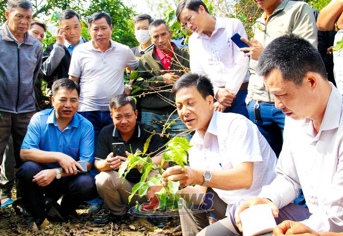 Hướng dẫn kỹ thuật chăm sóc cà phê cho nông dân phường Chiềng An