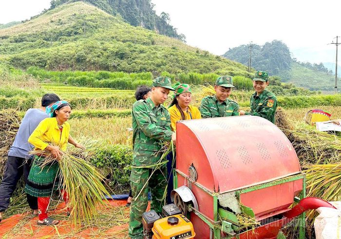 Cán bộ, chiến sĩ Đồn Biên phòng Lũng Cú giúp người dân thu hoạch lúa.
