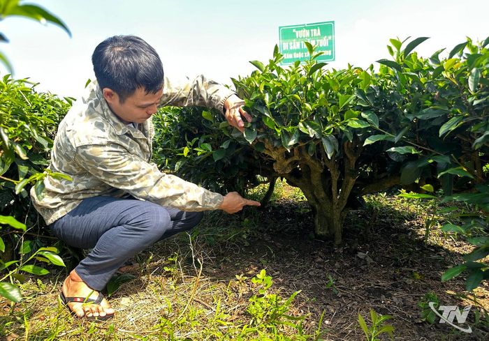 Gốc chè cổ thụ sần sùi theo năm tháng, minh chứng cho sức sống bền bỉ của giống chè Trung du trên đất Tân Cương.