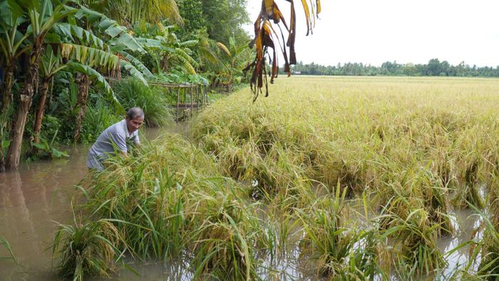 Nhiều diện tích lúa bị nước ngập gây ảnh hưởng.