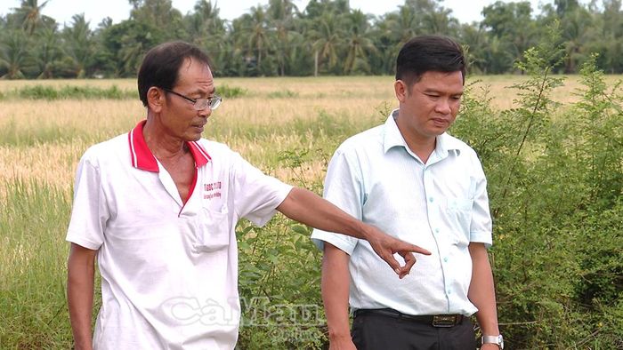 Ông Võ Văn Thắm thông tin với lãnh đạo xã về tình hình lúa Hè Thu của gia đình.