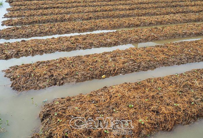  Mưa lớn gây thiệt hại 1,3 ha hoa màu của người dân xã Trí Phải.