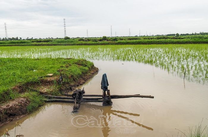 Bà con ấp Trí Lực đặt máy bơm nước liên tục cứu lúa mùa ngập, kéo theo chi phí sản xuất tăng cao.