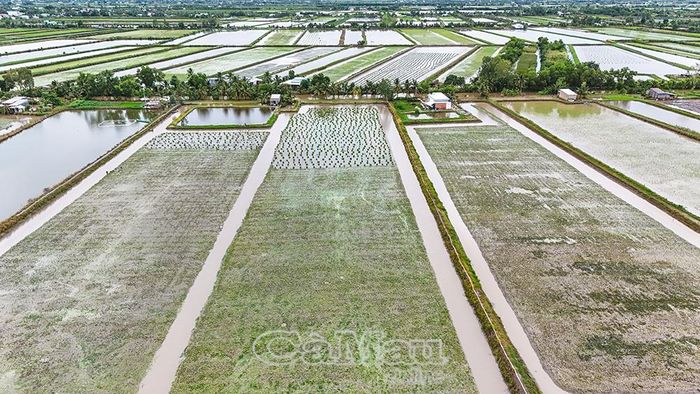  Đến nay, xã Trí Phải đã xuống giống 5.216/6.535 ha lúa - tôm.