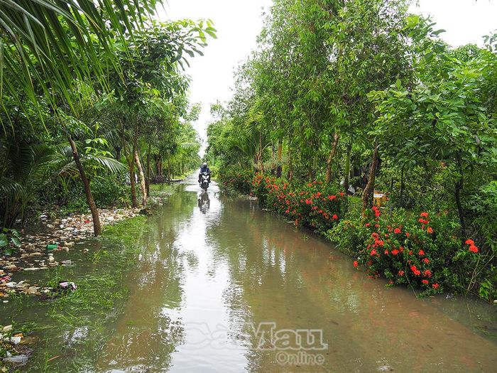  Một số tuyến đường ven sông tại Ấp 3, xã Trí Phải bị ngập do mưa lớn kéo dài.