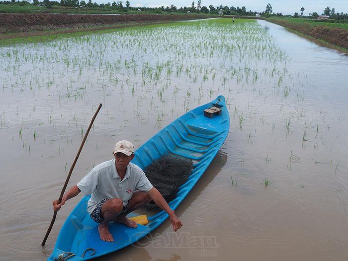 Ông Lê Văn My lo lắng khi 2 ha lúa - tôm vừa cấy bị ngập do mưa lớn.