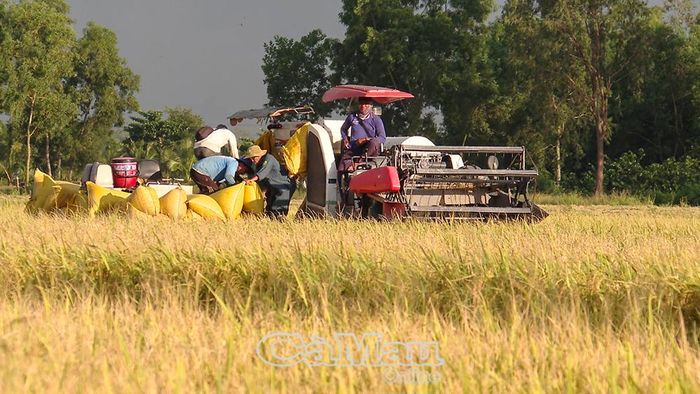 Nông dân tranh thủ thu hoạch lúa khi mưa vừa dứt và nước được bơm rút bớt.