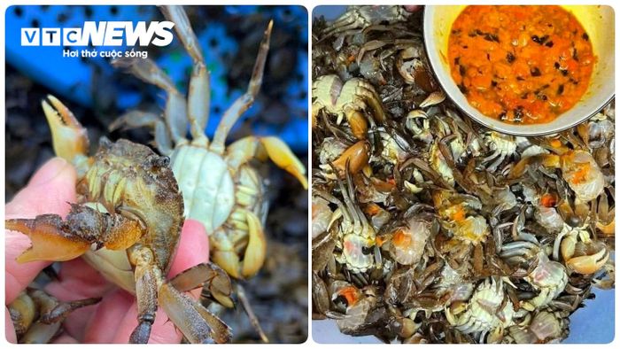 Hình ảnh con rạm ở đầm Trà Ổ, tỉnh Gia Lai