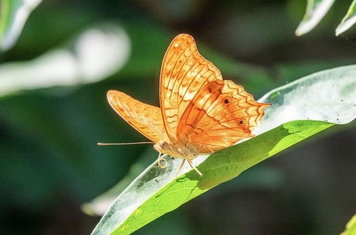 Người có ngày sinh Âm lịch kết thúc bằng số 9 thường được dân gian gắn với hình ảnh người có tham vọng, tầm nhìn và khả năng dẫn dắt. Ảnh minh họa