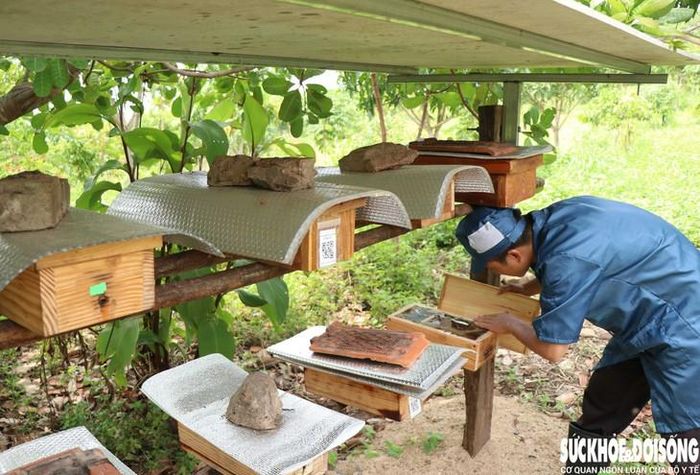 Mỗi đàn ong dú được gắn mã QR để theo dõi quá trình phát triển. Ảnh: Duy Ngọc