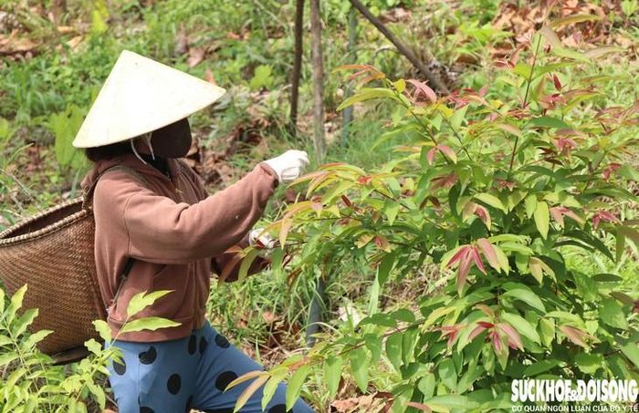 Công nhân hái lá của cây dược liệu tại làng ong. Ảnh: Duy Ngọc