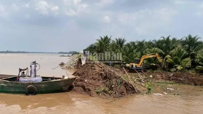 Sạt lở đê bao làm nước tràn vào gây ngập vườn cây ăn quả của người dân cồn Cái Gà, xã Chợ Lách, tỉnh Vĩnh Long. (Ảnh: HOÀNG TRUNG)