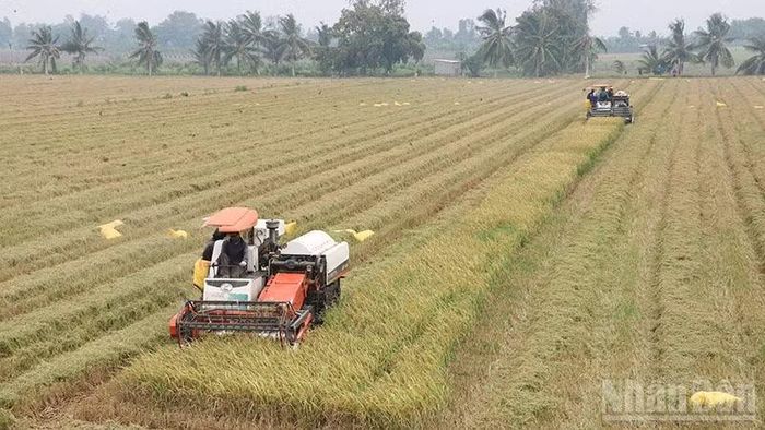 Nhờ hoàn thiện hệ thống thủy lợi, xã Hưng Mỹ, tỉnh Vĩnh Long hình thành vùng sản xuất lúa cao sản phục vụ thị trường nội địa, xuất khẩu. (Ảnh: MINH KHỞI)