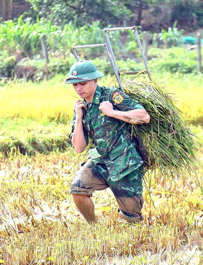 Vận chuyển lúa vừa gặt lên bờ. 