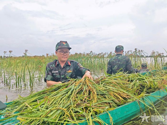 Dầm mình trong nước, cán bộ, chiến sĩ bó từng khóm lúa, tranh thủ thời gian cứu những diện tích lúa đã chín.