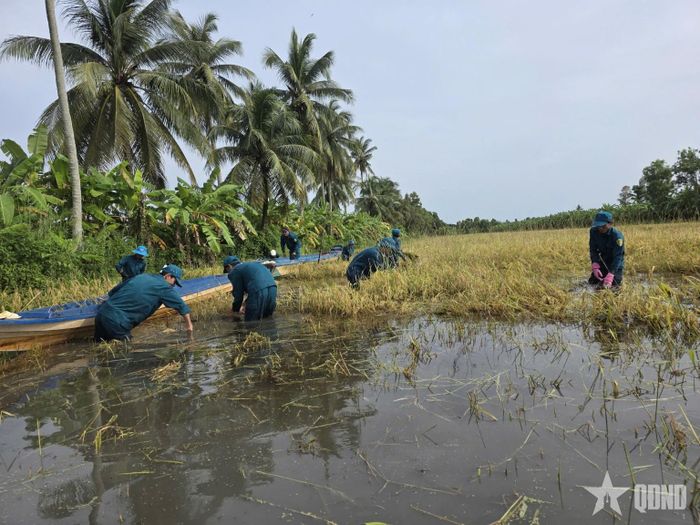 Tại những khu vực máy gặt đập liên hợp không thể tiếp cận chiến sĩ dân quân trực tiếp xuống ruộng, thu hoạch lúa bằng phương pháp thủ công. 