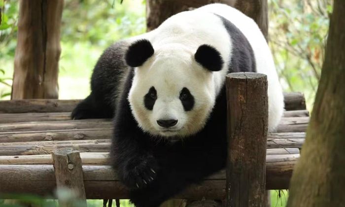 Gấu trúc Phúc Sảng. Ảnh: GLOBAL TIMES