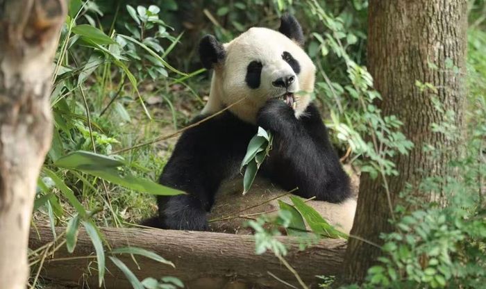 Gấu trúc Bình Bình. Ảnh: GLOBAL TIMES