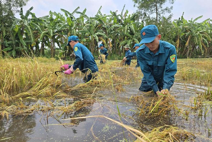  Lúa hè thu bị ngập phải cắt bằng tay 