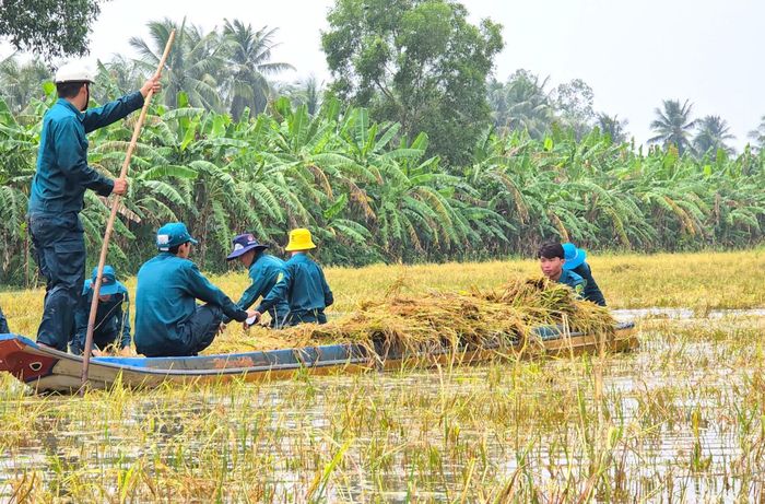  Vận chuyển lúa về nhà cho bà con 