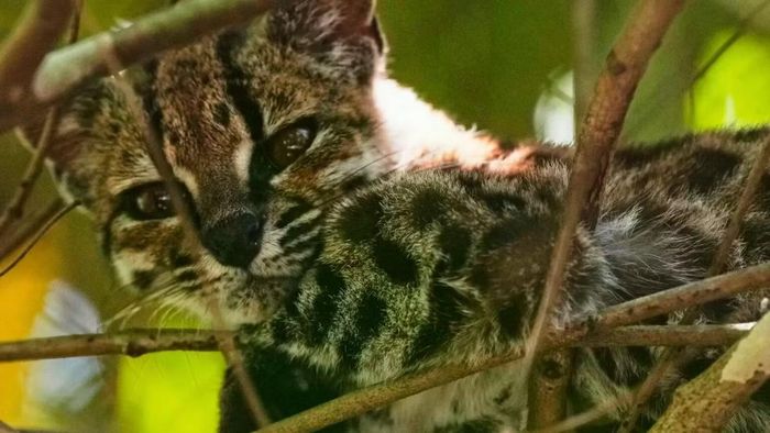 Tigrino thuộc loài Leopardus tilcayo vừa được khoa học xác định. Ảnh: Juan Karita/AP.