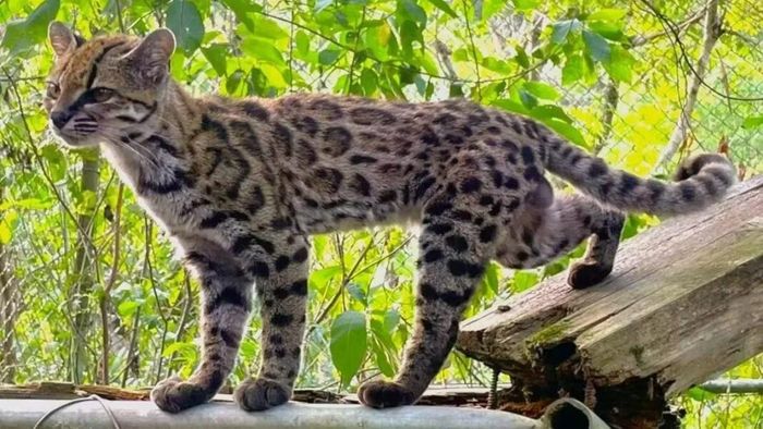 Leopardus tilcayo có kích thước nhỏ, bộ lông đốm và chiếc đuôi rậm. Ảnh: Paola Nogales Ascarrunz/Wikimedia Commons.